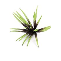 Zöldesbarna mű anyósnyelv (sansevieria) 80cm