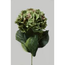 Zöld-rózsaszín hortenzia 80cm