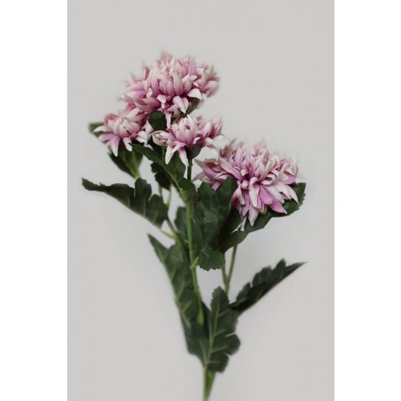 Rózsaszín-fehér rojtos krizantém 70cm