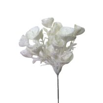 Fehér havas eukaliptusz 27cm