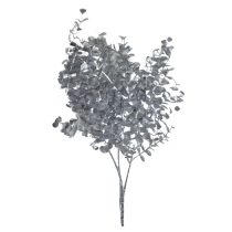 Ezüst eukaliptusz 55cm