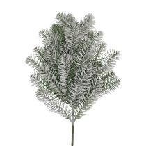 Hófödte tűlevelű bürökfa 68cm