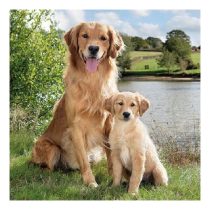   AMB.13312895 Golden Retriever papírszalvéta 33x33cm,20db-os