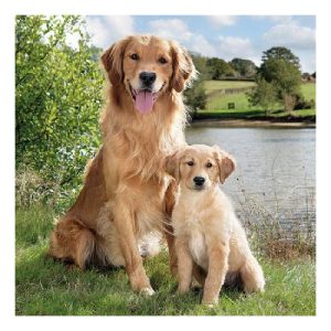 AMB.13312895 Golden Retriever papírszalvéta 33x33cm,20db-os