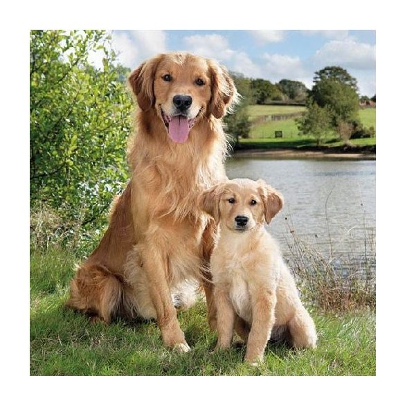 AMB.13312895 Golden Retriever papírszalvéta 33x33cm,20db-os