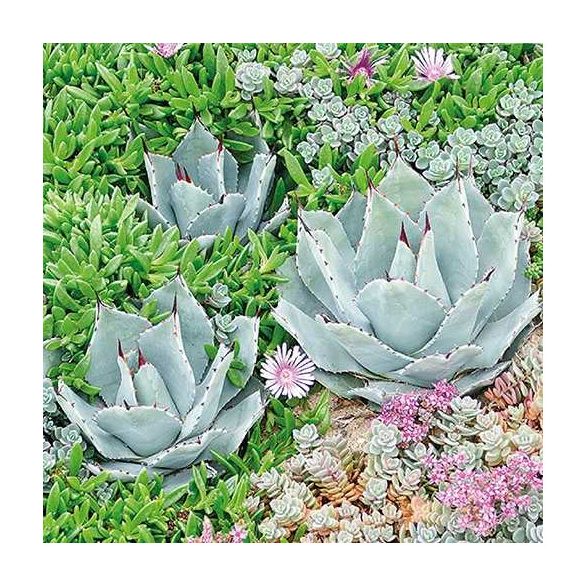 AMB.13314090 Succulent papírszalvéta 33x33cm,20db-os