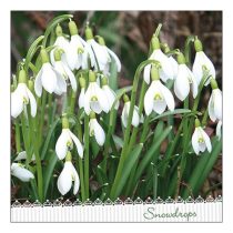 AMB.13316205 Galanthus papírszalvéta 33x33cm, 20db-os