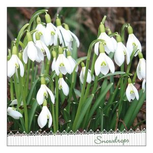 AMB.13316205 Galanthus papírszalvéta 33x33cm, 20db-os
