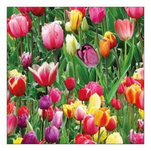 AMB.13317060 Tulips Field papírszalvéta 33x33cm, 20db-os