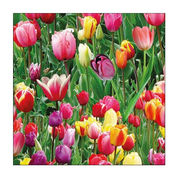 AMB.13317060 Tulips Field papírszalvéta 33x33cm, 20db-os