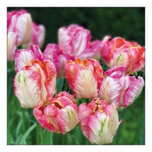 AMB.13317755 Parrot Tulips papírszalvéta 33x33cm, 20db-os