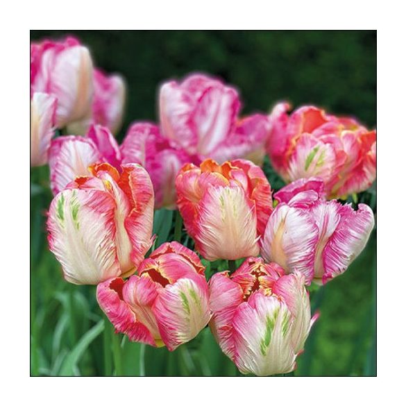 AMB.13317755 Parrot Tulips papírszalvéta 33x33cm, 20db-os