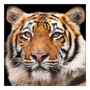 AMB.13317640 Bengal Tiger papírszalvéta 33x33cm, 20db-os