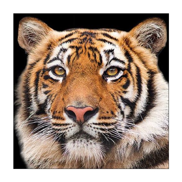 AMB.13317640 Bengal Tiger papírszalvéta 33x33cm, 20db-os