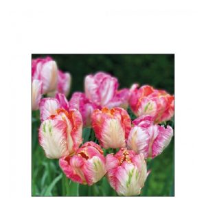 AMB.12517755 Parrot Tulips papírszalvéta 25x25cm,20db-os