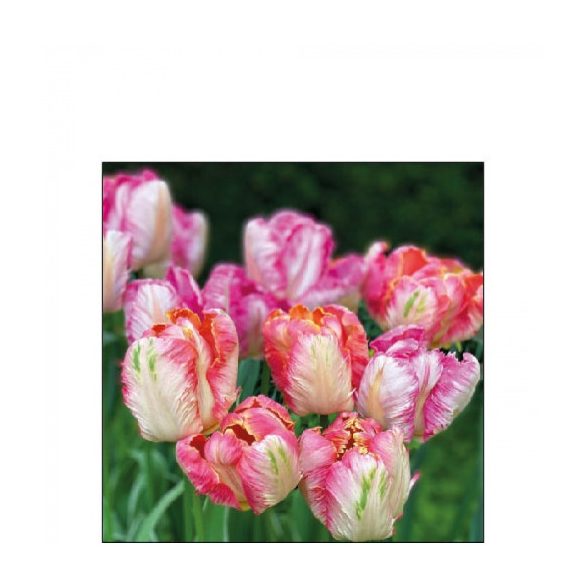 AMB.12517755 Parrot Tulips papírszalvéta 25x25cm,20db-os