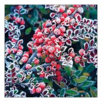 AMB.33317890 Frozen berries papírszalvéta 33x33cm, 20db-os
