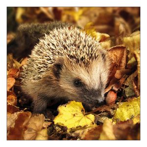 AMB.13317720 Hedgehog in the wild papírszalvéta 33x33cm, 20db-os