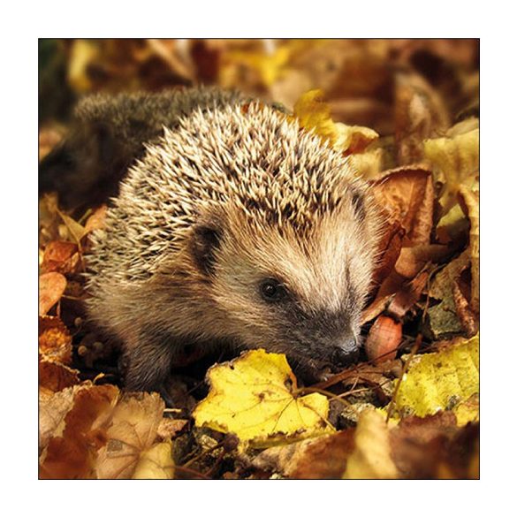 AMB.13317720 Hedgehog in the wild papírszalvéta 33x33cm, 20db-os